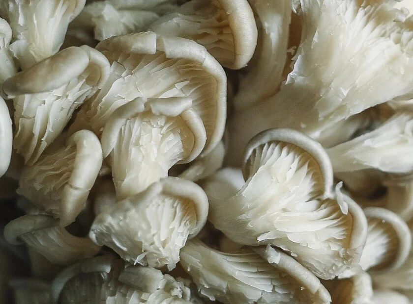 Cholibrium™ Maitake functional mushroom